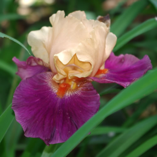 Iris germanica Braggadocio